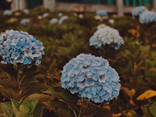 Gratis arkivbilde med blå, blomst, blomster