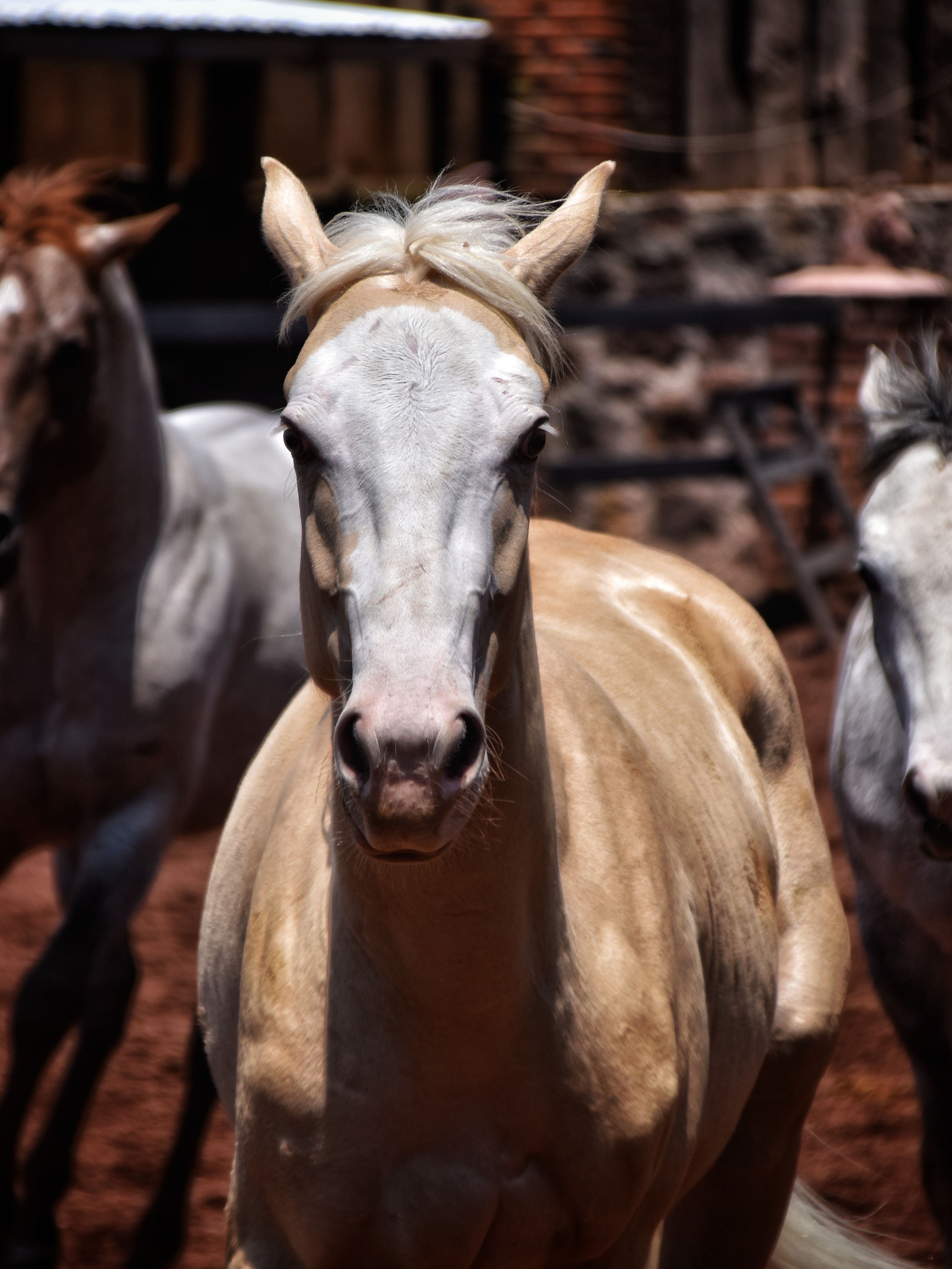 Close-up portrait of a cream horse in a farm setting, showcasing equine beauty and grace in Mexico.