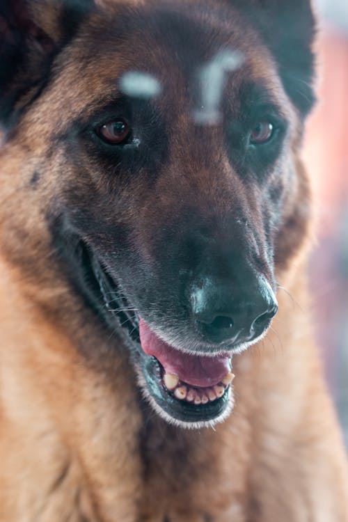 Imagine de stoc gratuită din a închide, animal, animal de casă