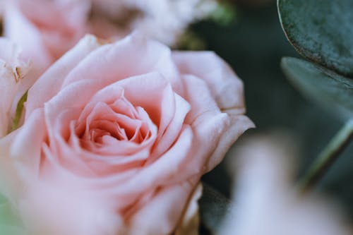 Free Close-Up Photograph of a Pink Rose Stock Photo