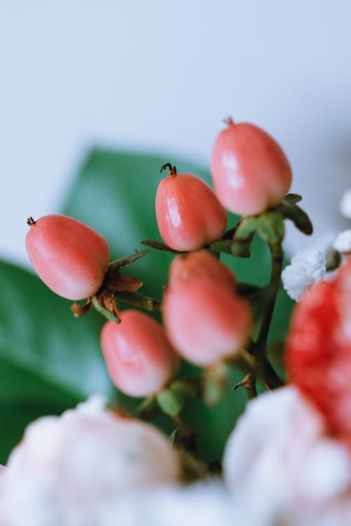 Close-Up Shot of Miracle Fruits