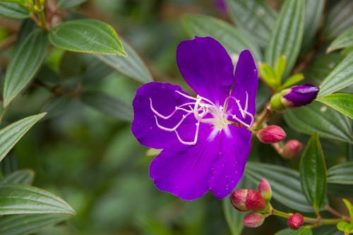 野牡丹 花