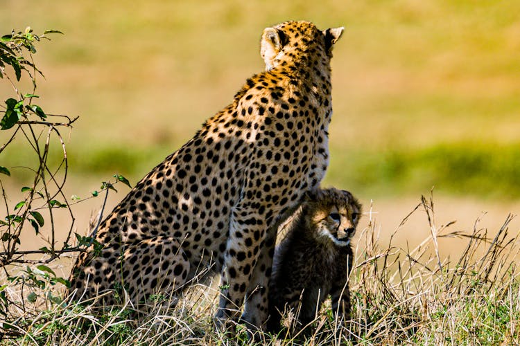 Photo Of A Cheetah And Cub