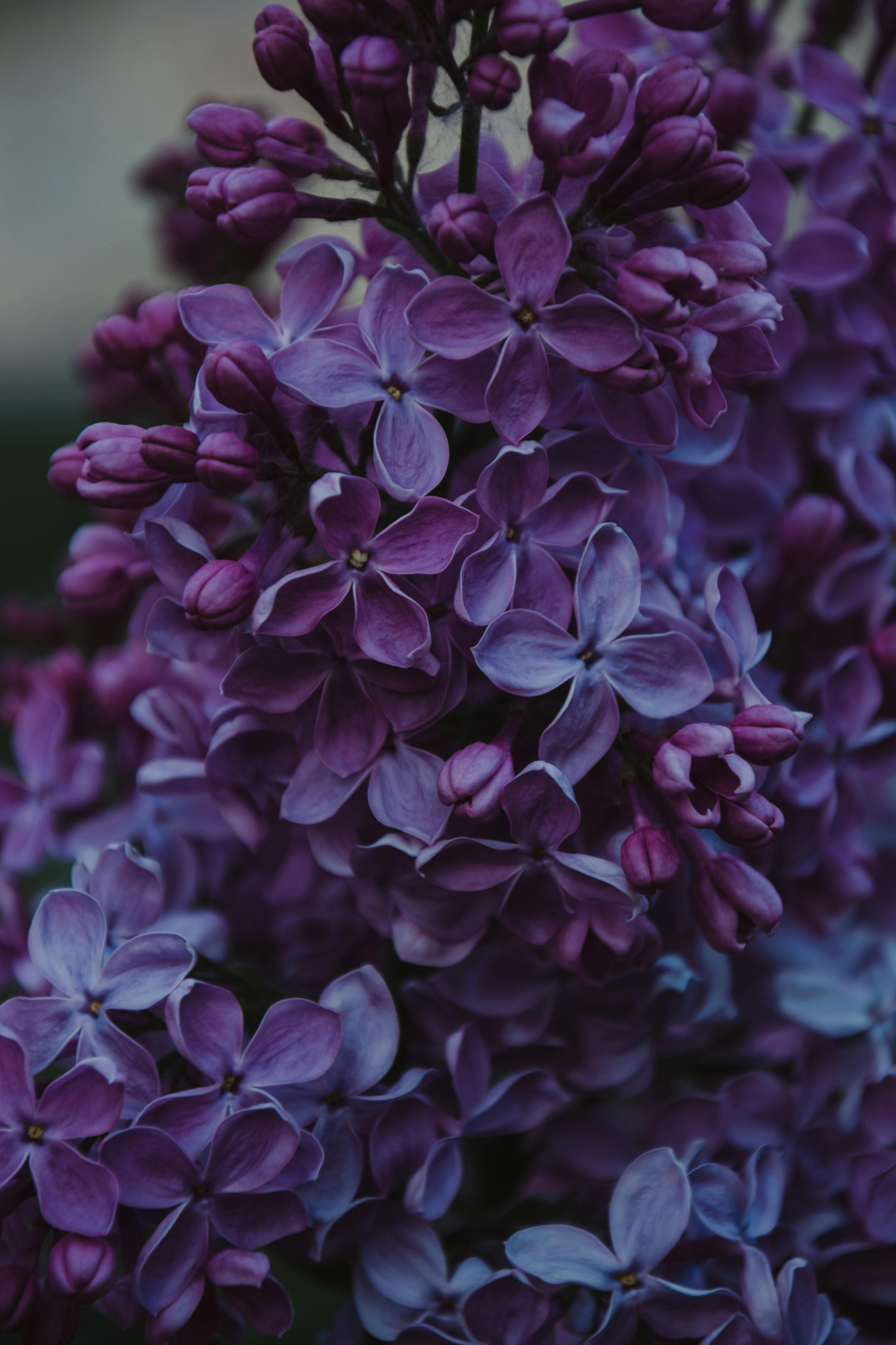 Aesthetic Purple Flower Wallpapers  Top Free Aesthetic Purple Flower  Backgrounds  WallpaperAccess