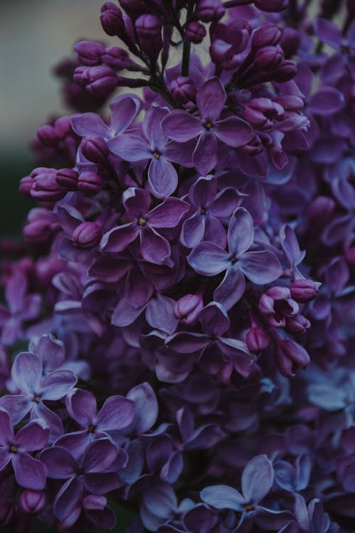 紫色のライラックの花のクローズアップ写真