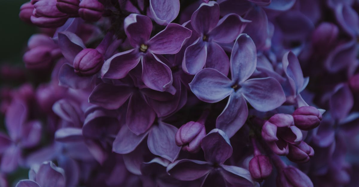 Close-up Photo of Purple Lilac Flowers