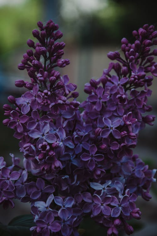 Bezpłatne Selective Focus Zdjęcie Purple Petaled Plant Zdjęcie z galerii
