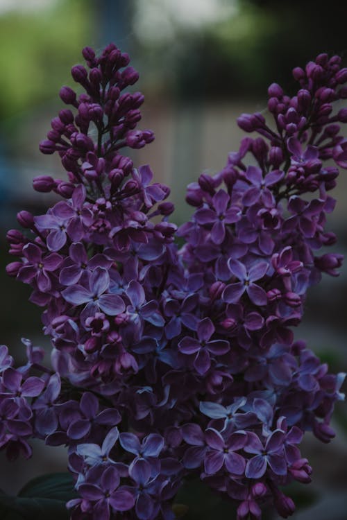 Селективный фокус фото растения с пурпурными лепестками