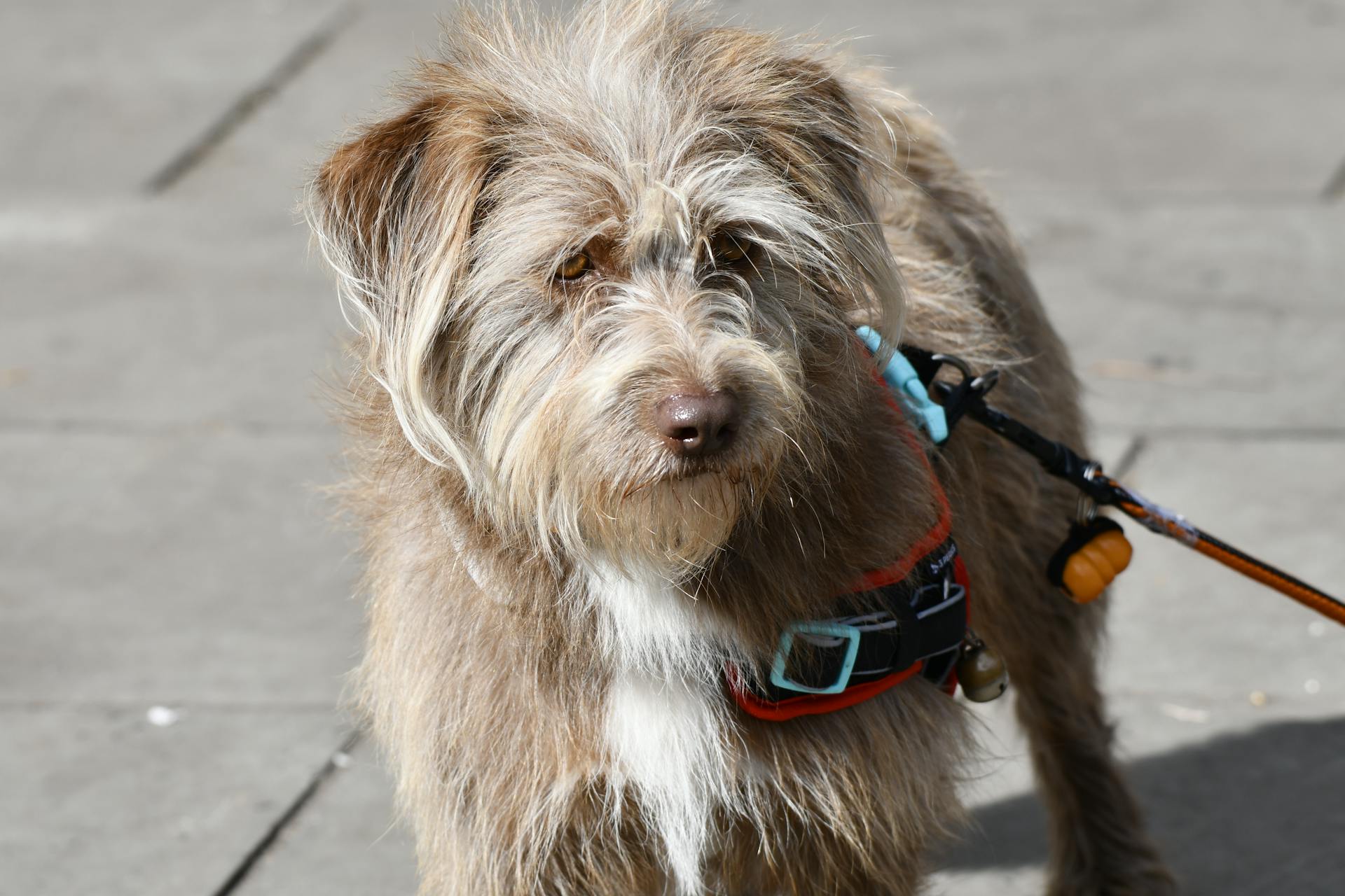 A Dutch Smoushond on a Leash