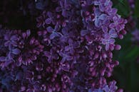 特写镜头捕捉了充满活力的紫色丁香花，展现了大自然的美丽