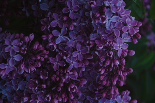 特写镜头捕捉了充满活力的紫色丁香花，展现了大自然的美丽