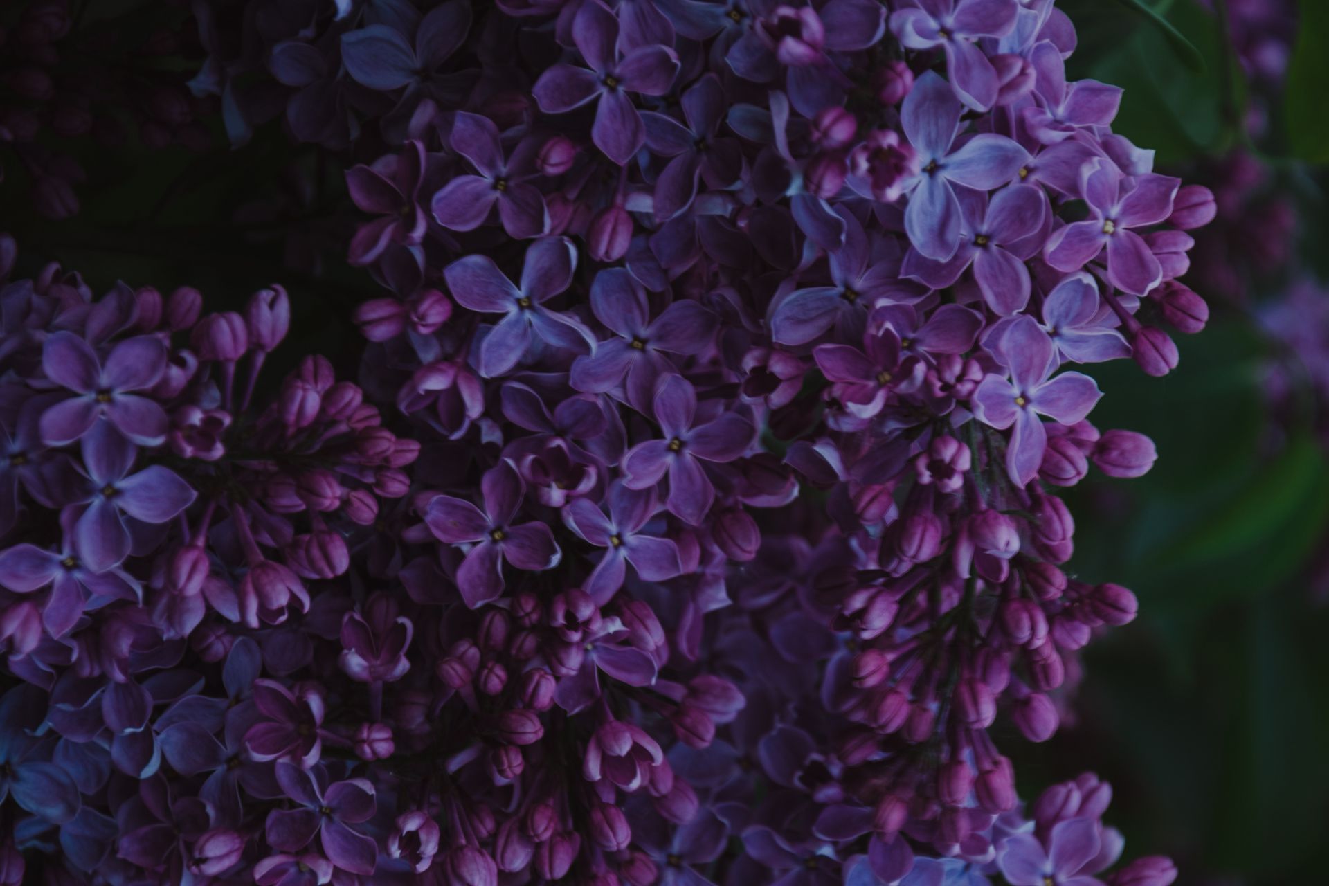 Close-up of vibrant purple lilac flowers in full bloom capturing nature's beauty.