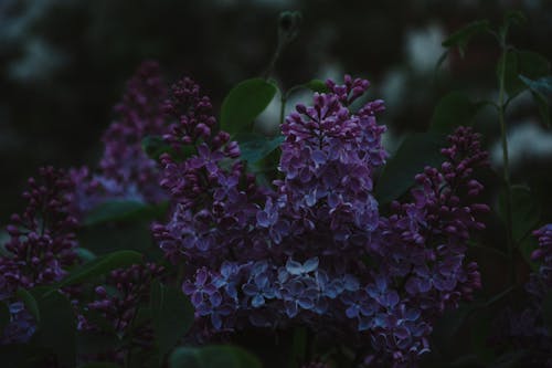 Gratuit Imagine de stoc gratuită din floare, floră, flori Fotografie de stoc