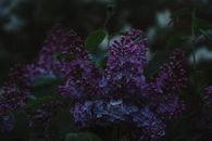 在黑暗而阴郁的场景中，美丽的丁香花绽放出紫色的色调