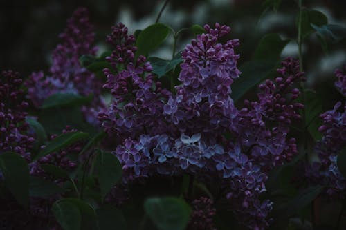 紫の花の浅い焦点写真