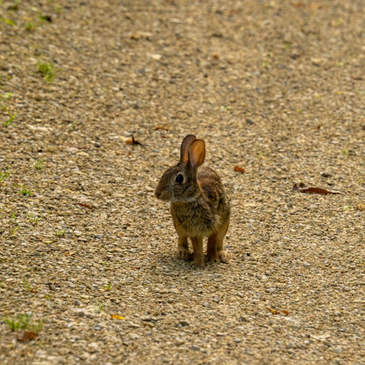 Free Brown Rabbit on the Ground Stock Photo