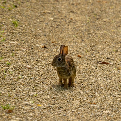 Brown Rabbit on the Ground