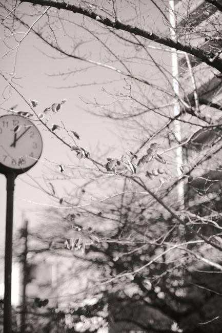 A monochrome street scene featuring bare tree branches and a
