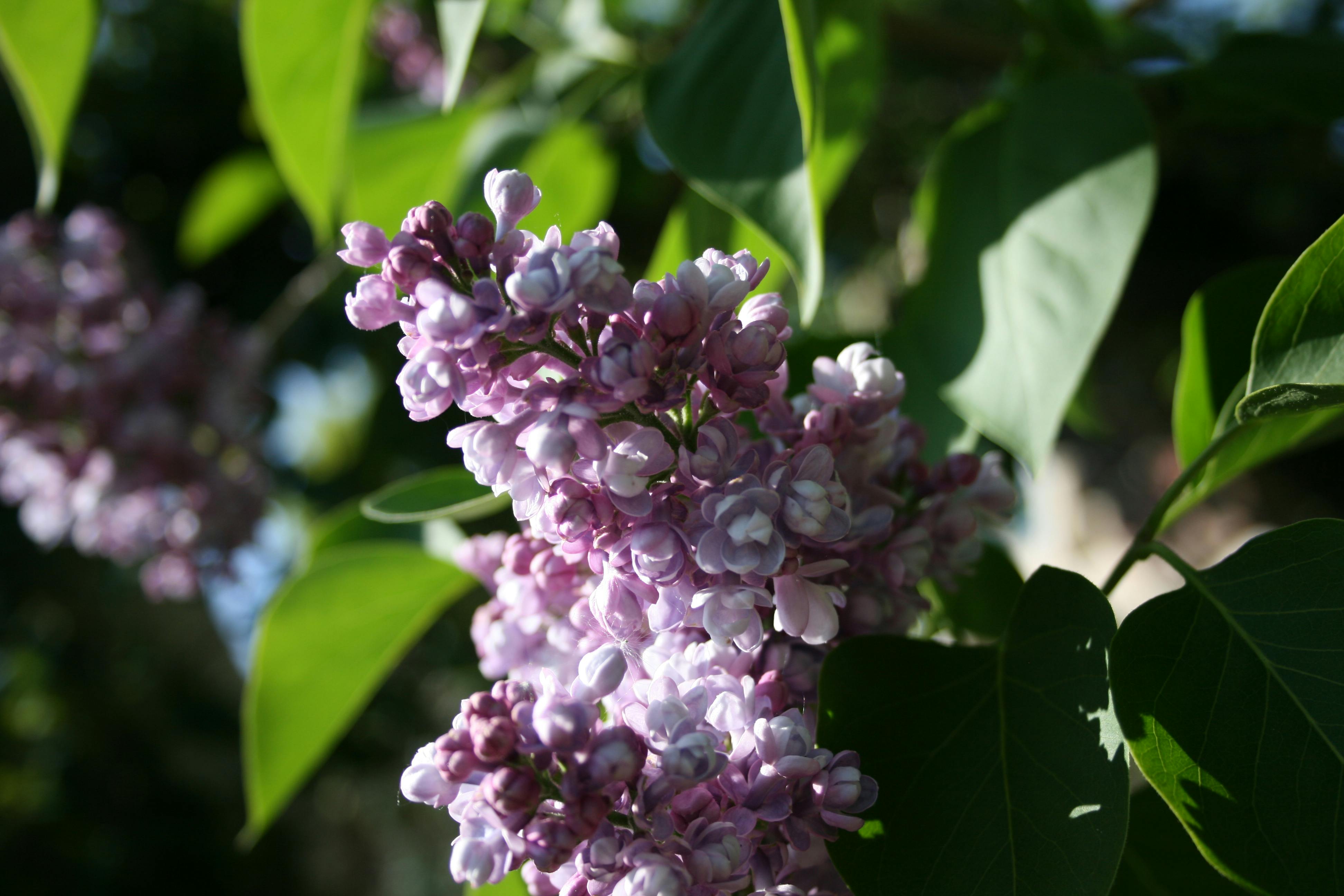 Photo Gratuite De Arbre En Fleurs été Magnifique