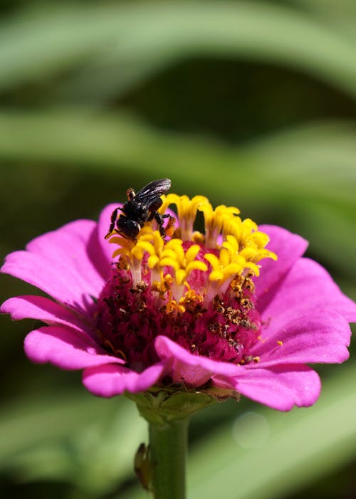 Foto stok gratis bunga, flora, fotografi serangga