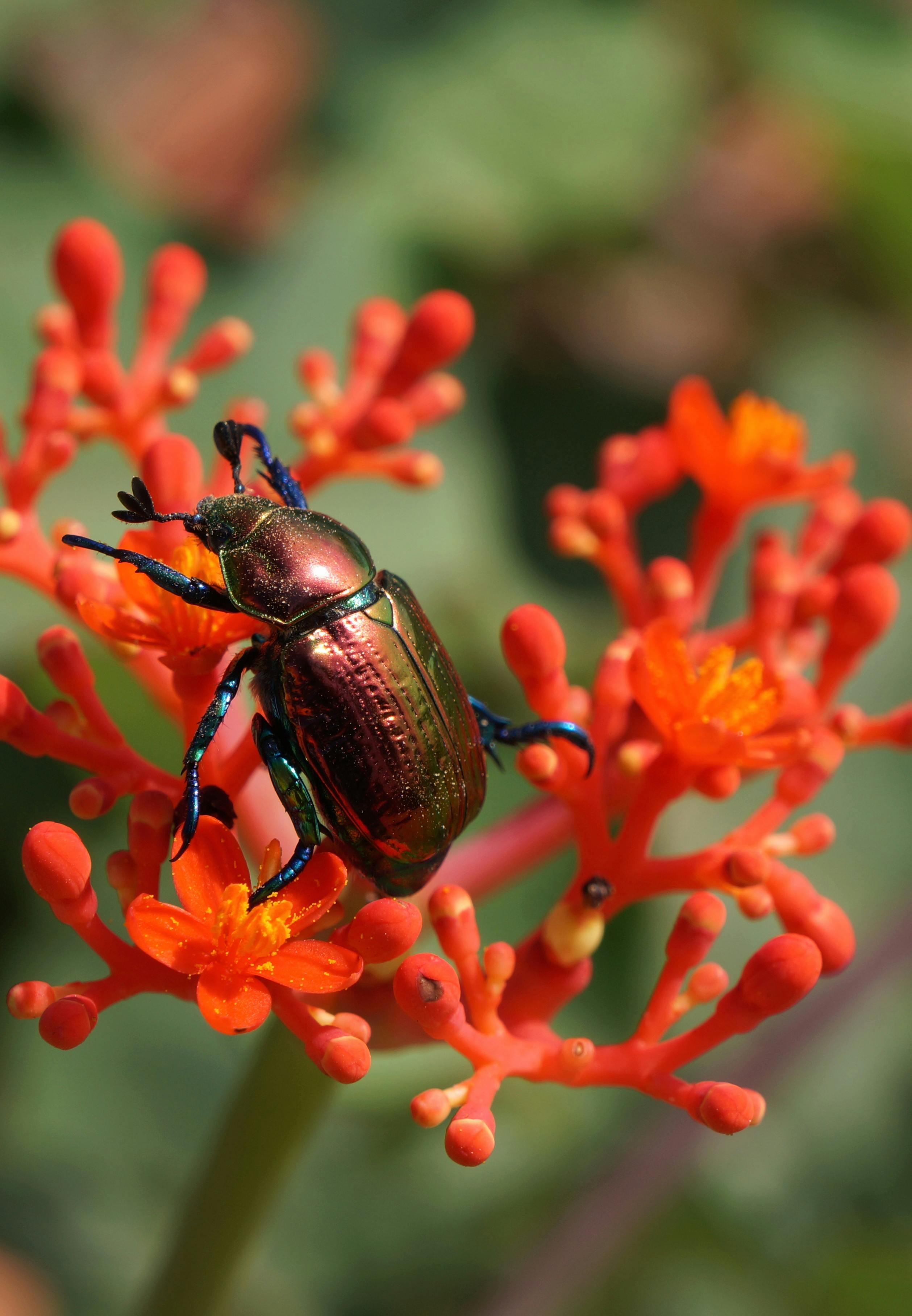 mimela splendens perched on orange flower