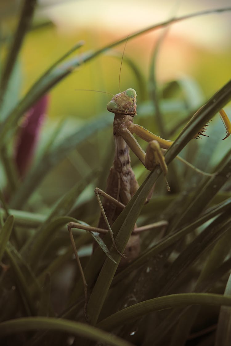 Close-up Of A Mantis On Grass