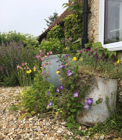Free stock photo of cottage garden, flower pots Stock Photo