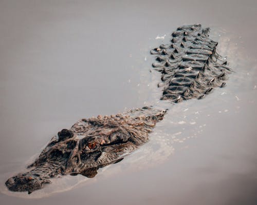 Close-Up Shot of a Crocodile in the Water