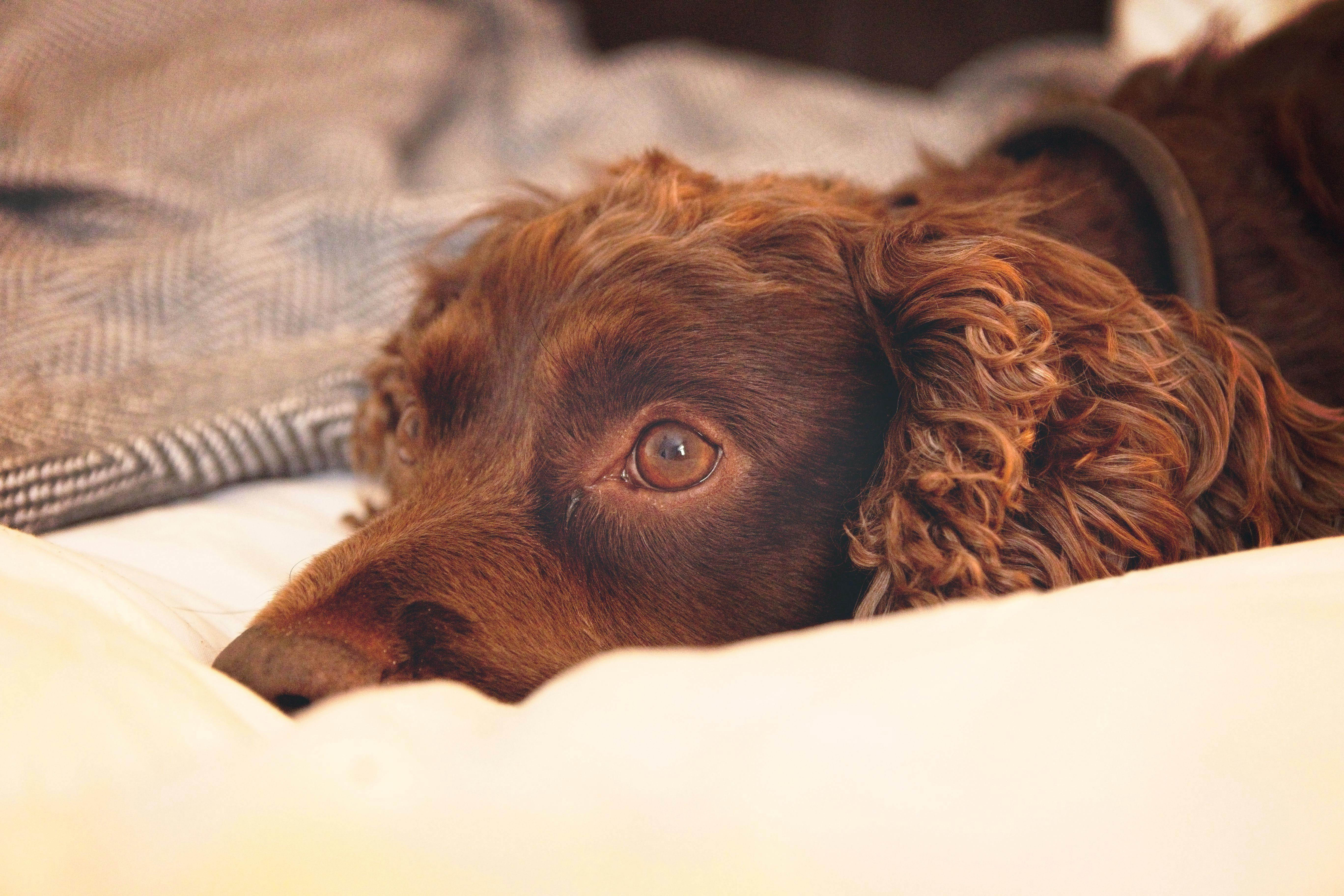 Free stock photo of #bed, #dog, #spaniel