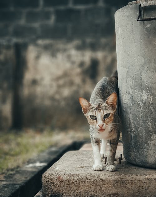 A Close-up Shot of a Tabby Kitten