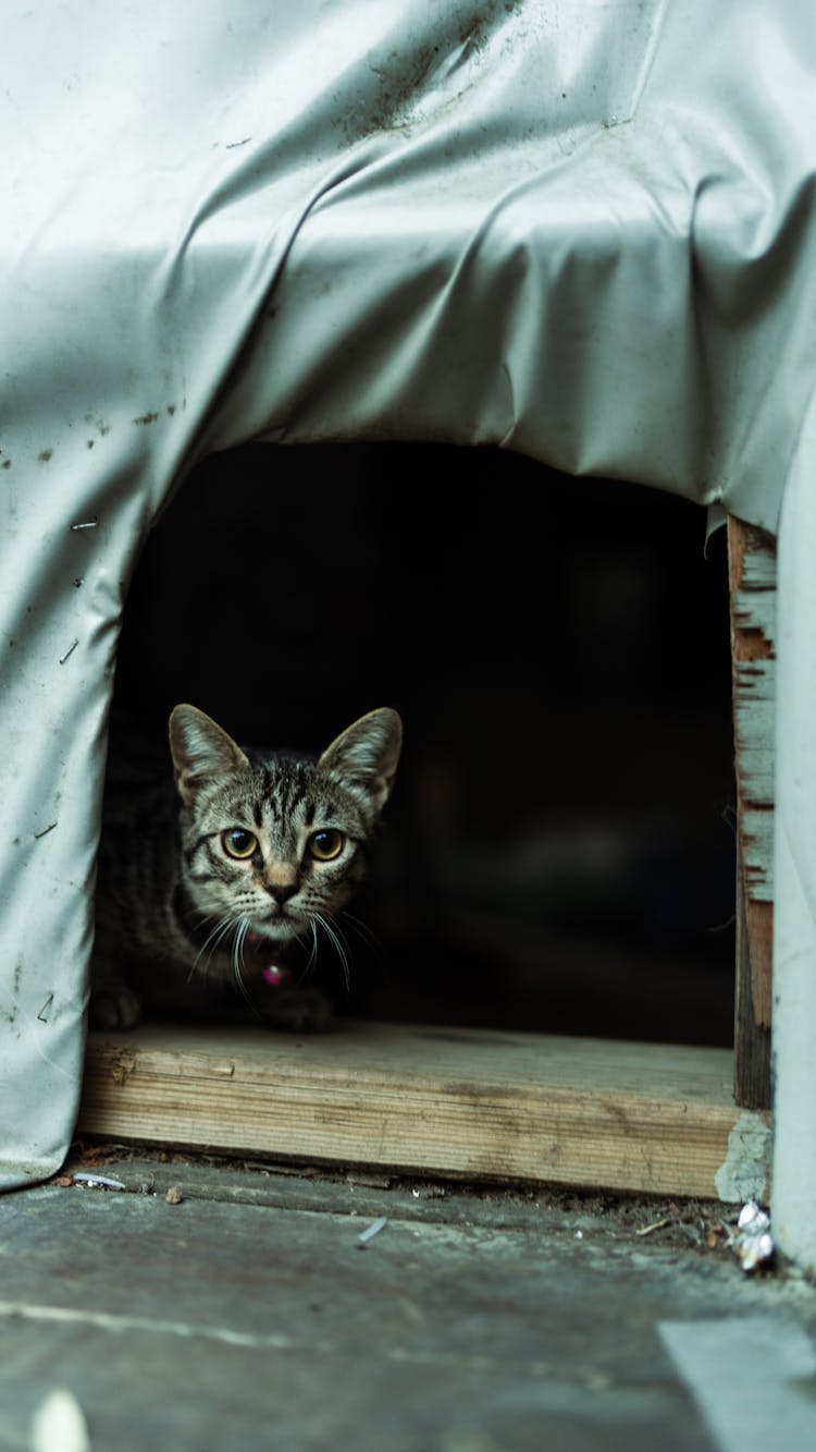 Cute Cat Peeking