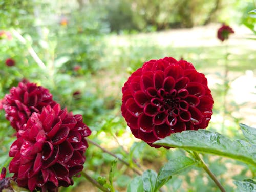 Free stock photo of dark red flower
