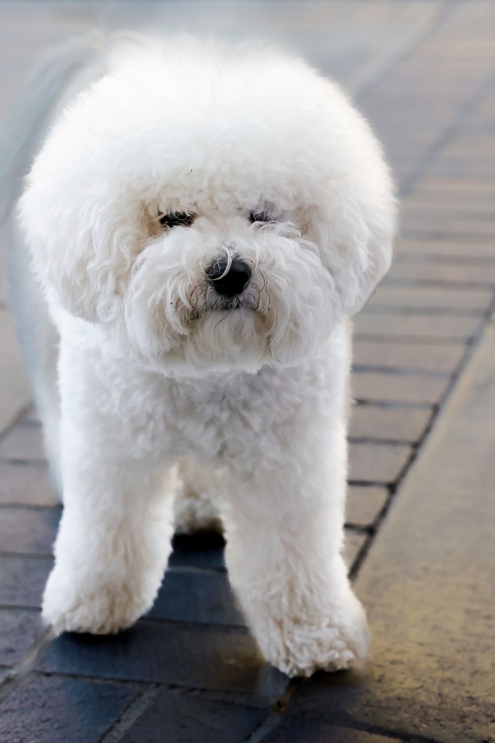 Bichon Frisé, photo 3