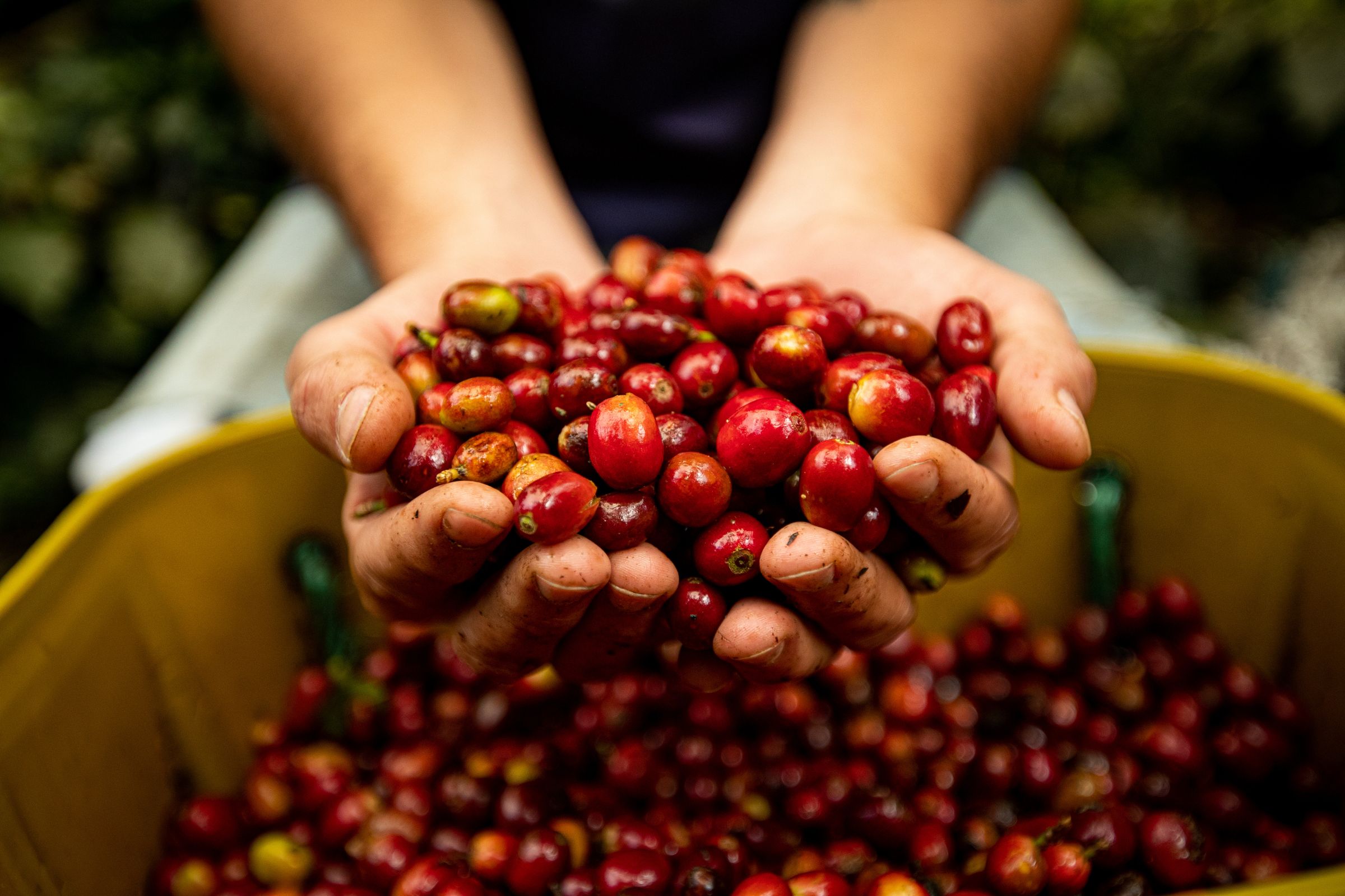 A hand holding freshly harvested coffee cherries