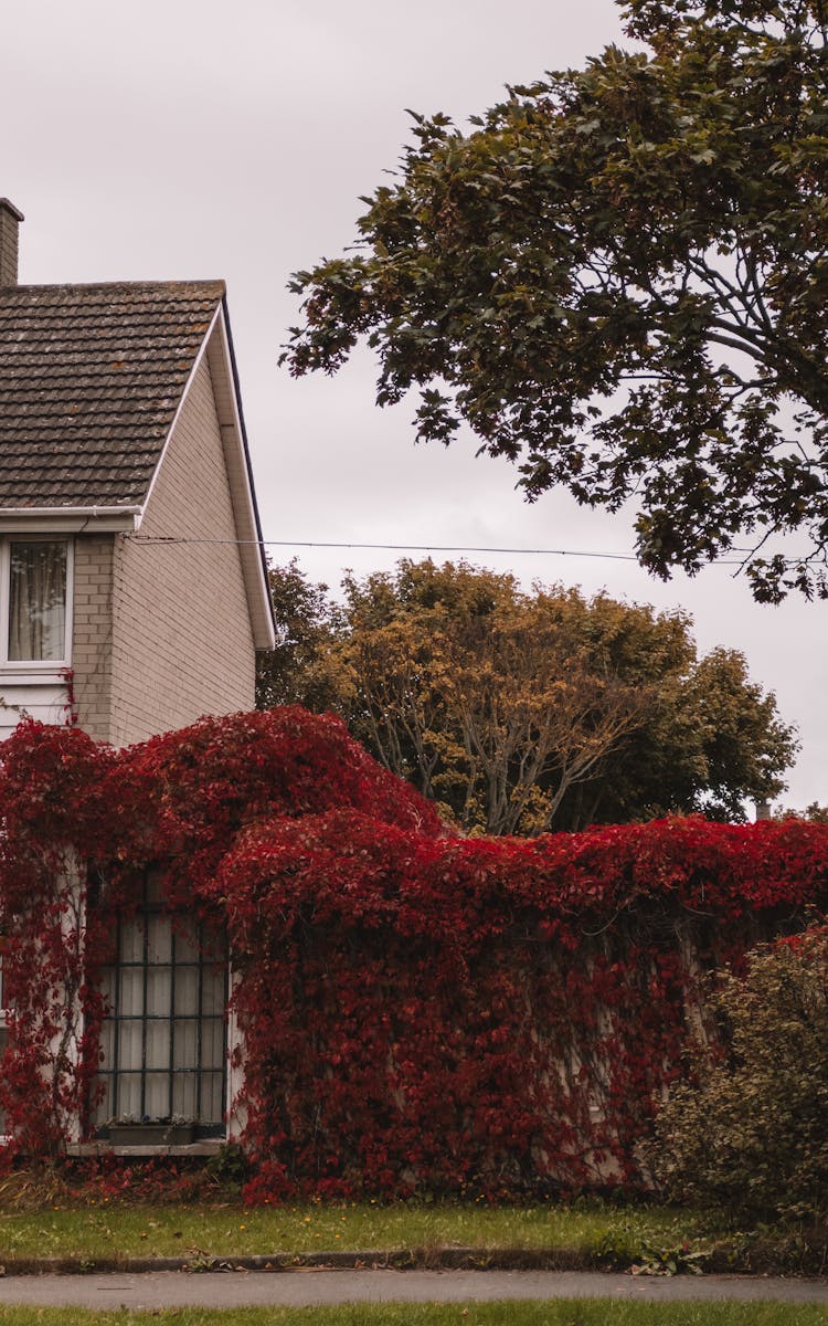 Red Flowers Covering A Wall