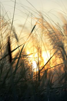 A peaceful view of the sunset shimmering through tall grass stalks, embodying nature's tranquility.