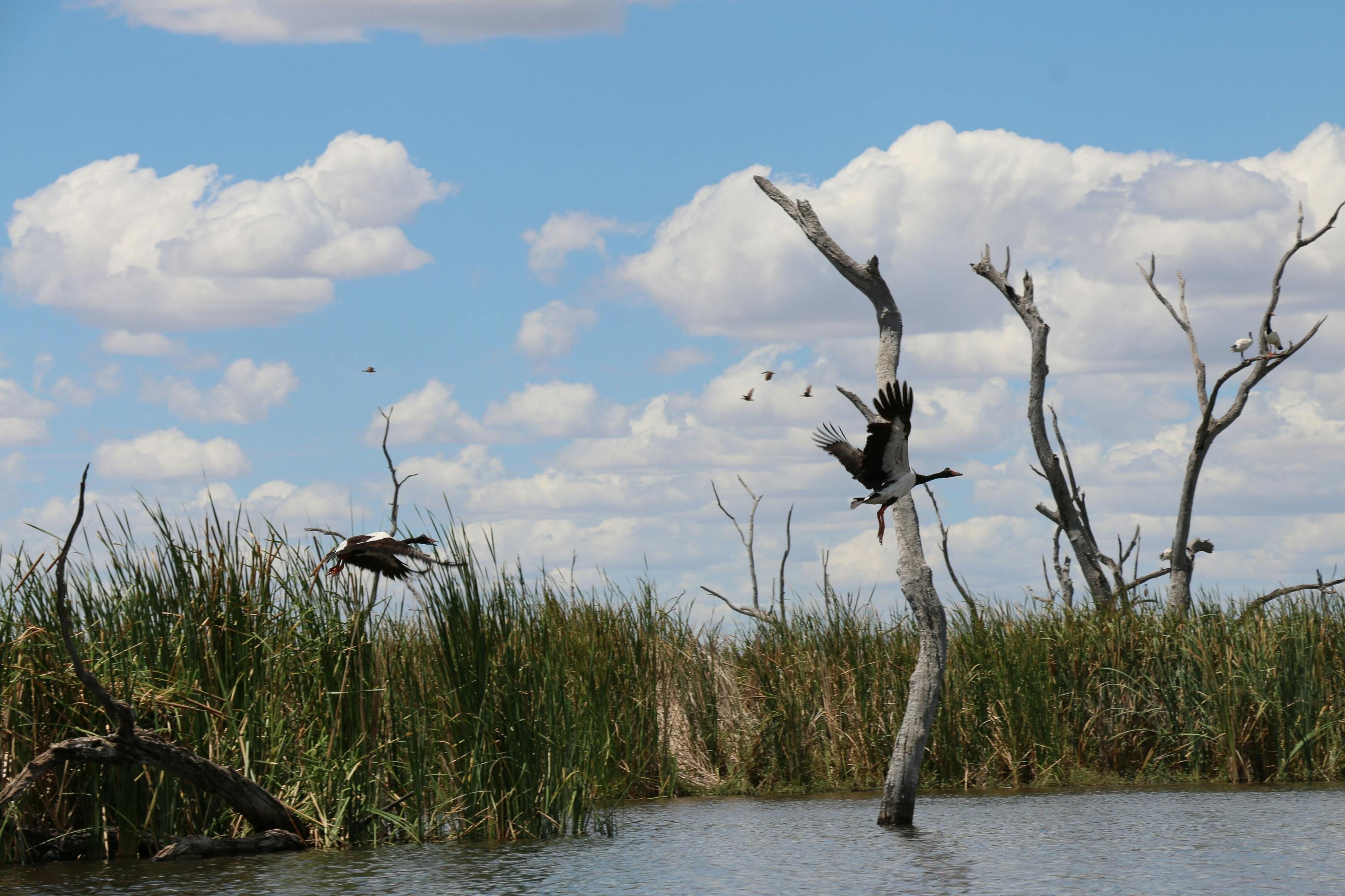 Free stock photo of australia, birds, Magpie Geese