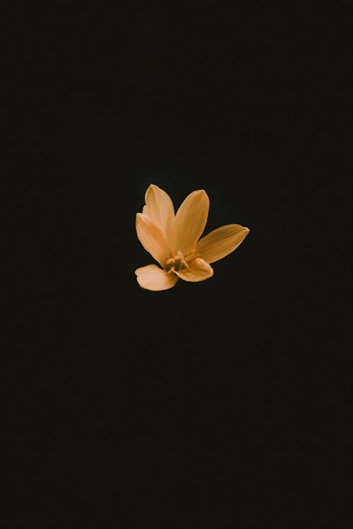 Photo Of Flower