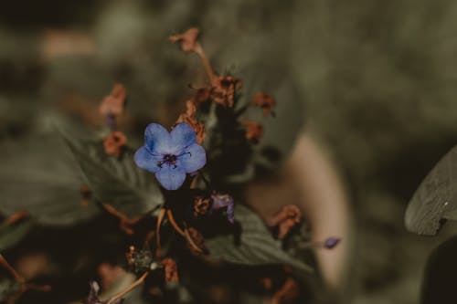 Shallow Focus Photography Of Blue Flower