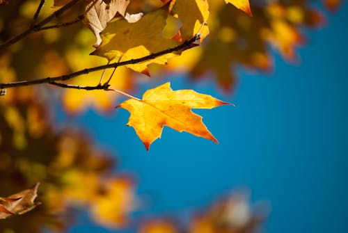 Free stock photo of autumn, beauty, blue