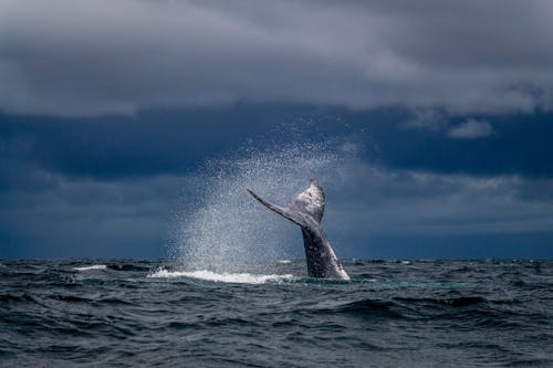 Tail of a Humpback Whale