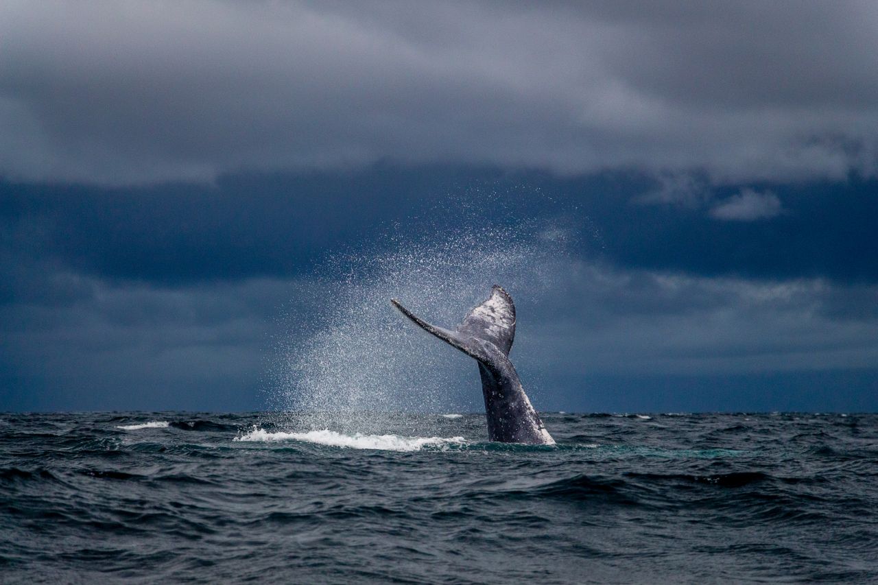Les baleines chantent en chœur avec des 'tubes' sonores