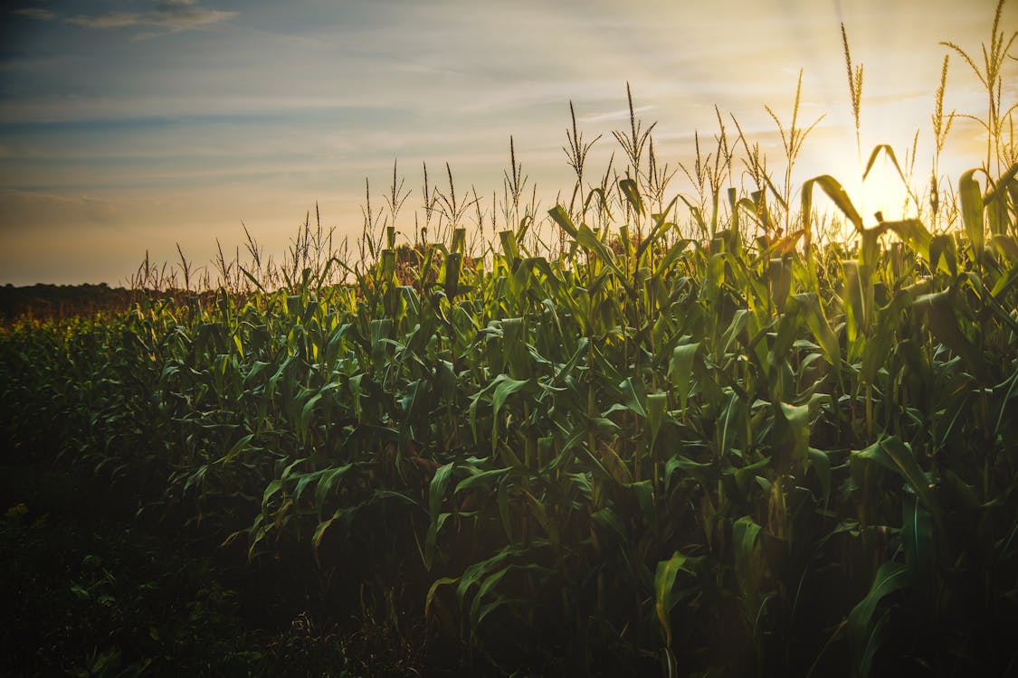 Free Corn Field Stock Photo