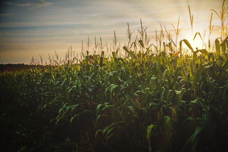 Corn Field