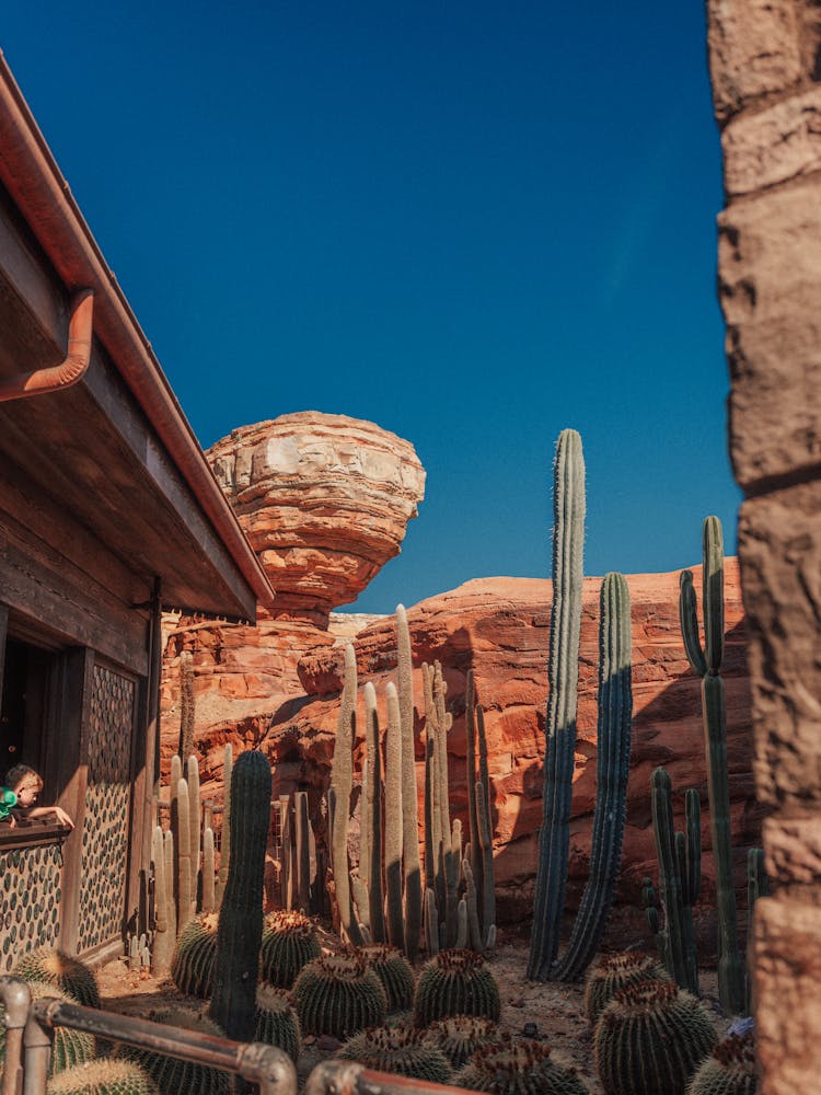 Cactus And Rocks Near House