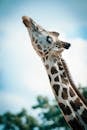 Close-up Photography Of Giraffe