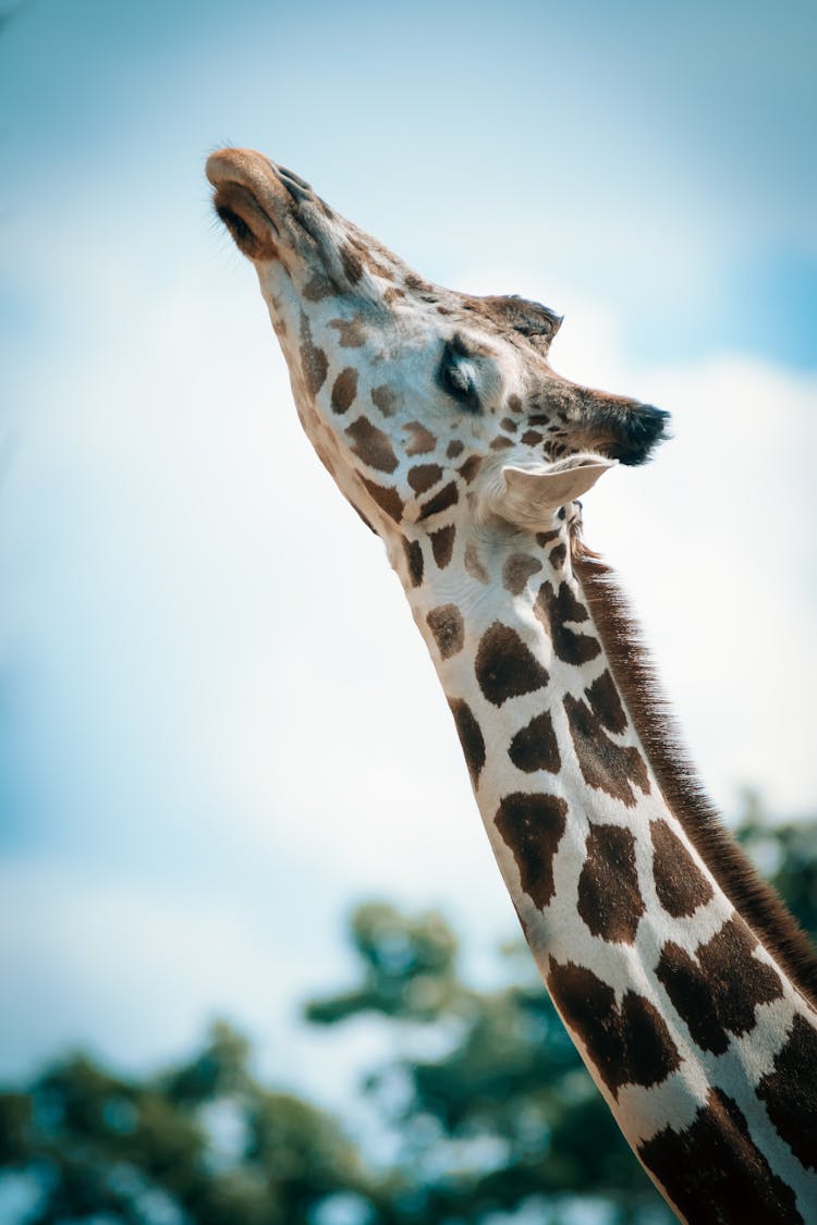 Close-up Photography Of Giraffe