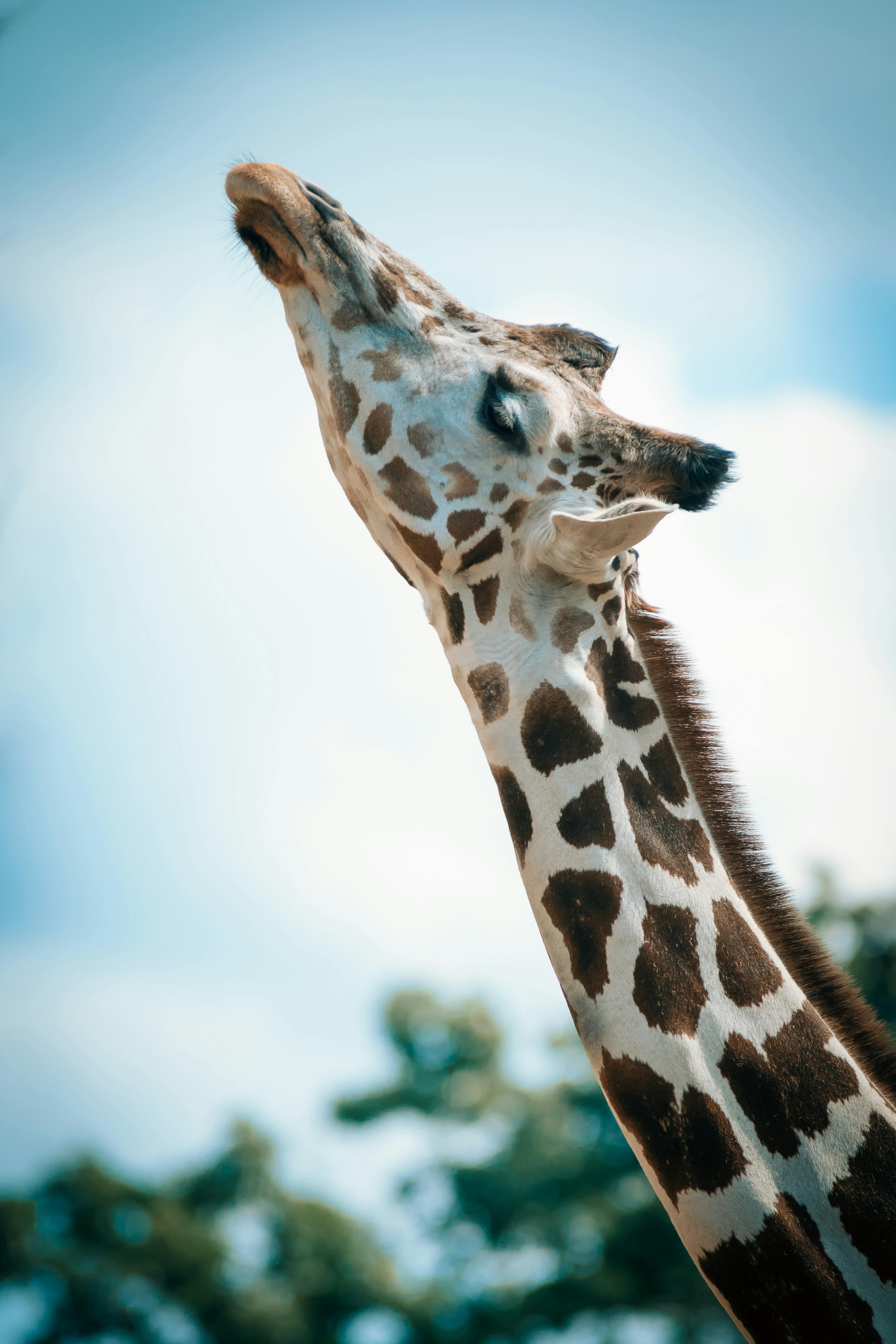 giraffe photography