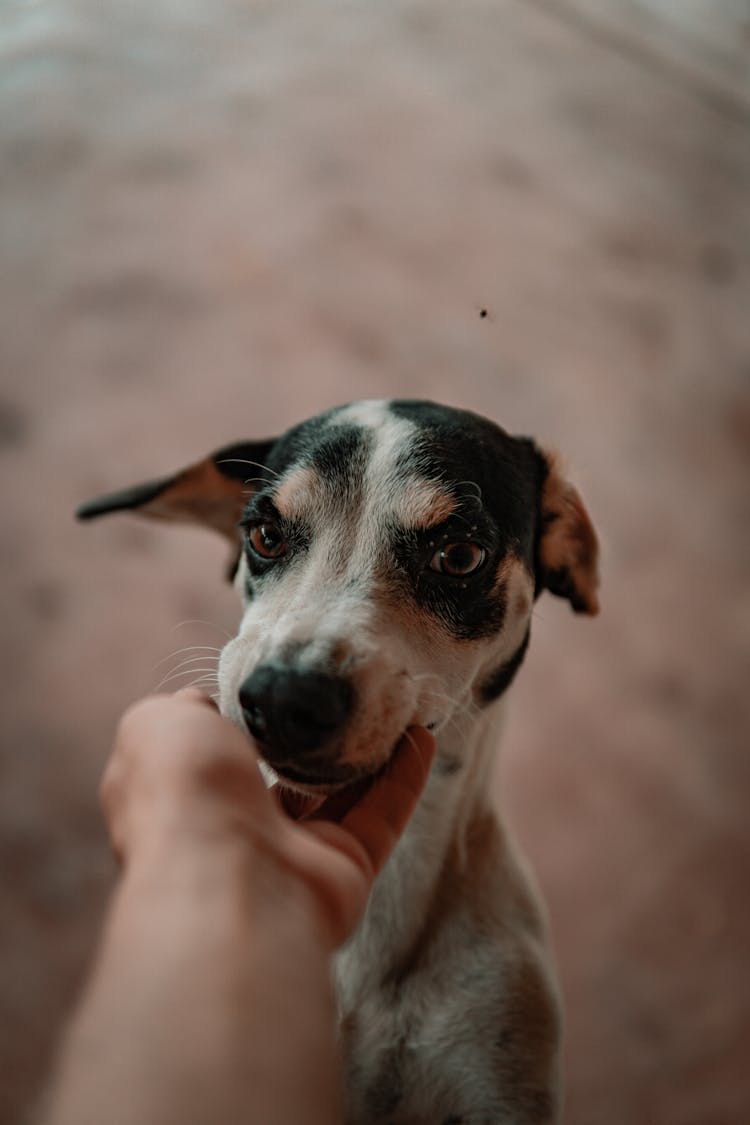 Dog Licking A Person's Hand