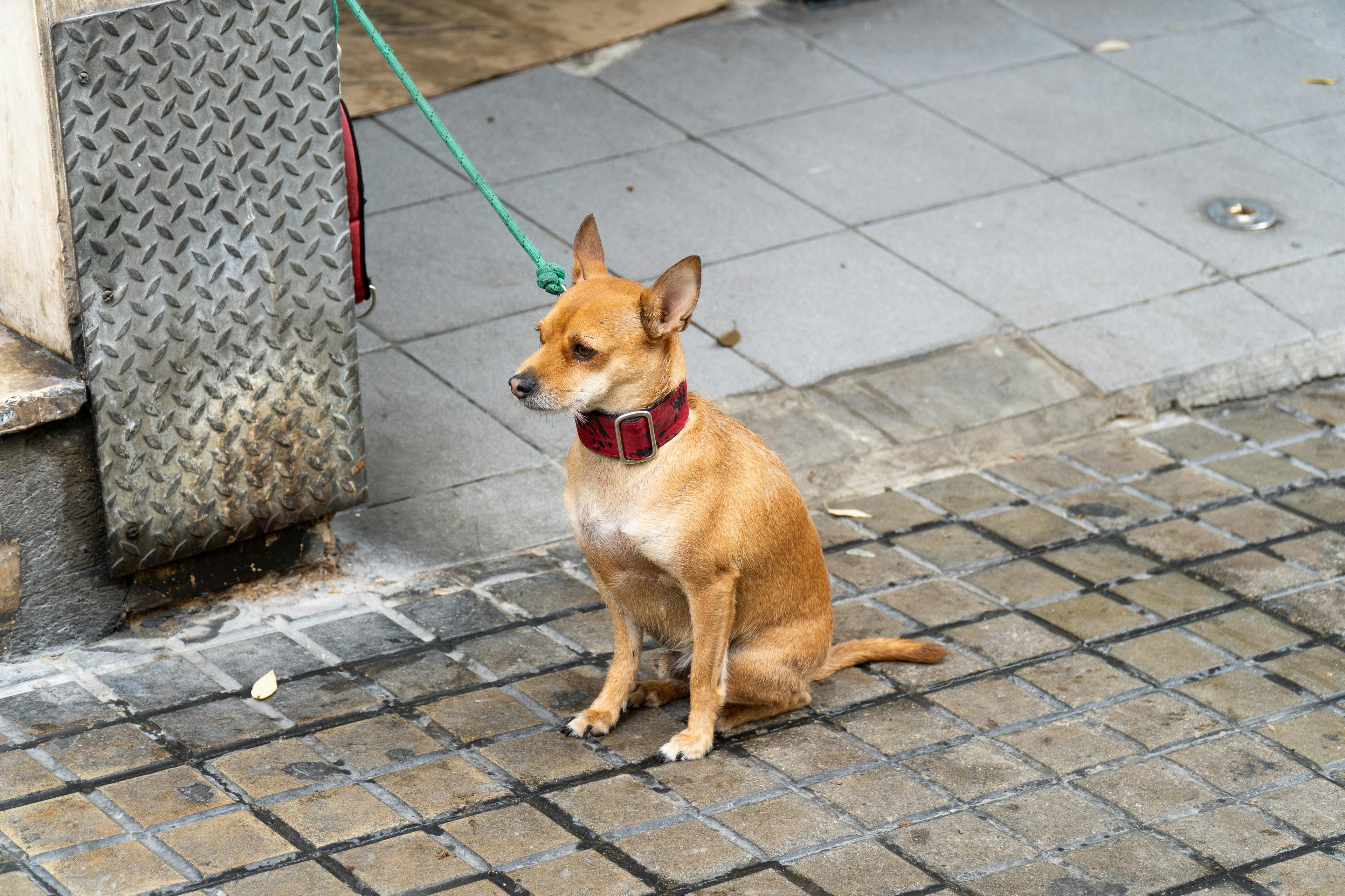 How do I know my pet is in heaven?